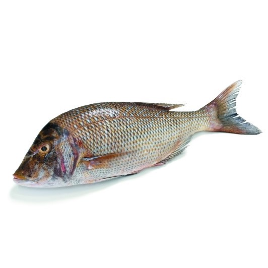 Capitaine entier vidé ecaillé calibre 2/3kg - 10kg - prix au kg