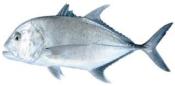 Carangue entière vidé ecaillé calibre 300/800 Surinam - 10kg - prix au kg