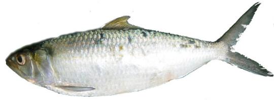 Sardinelle - Yaboye entière vidée ecaillée calibre 200/300 sachet 800gr