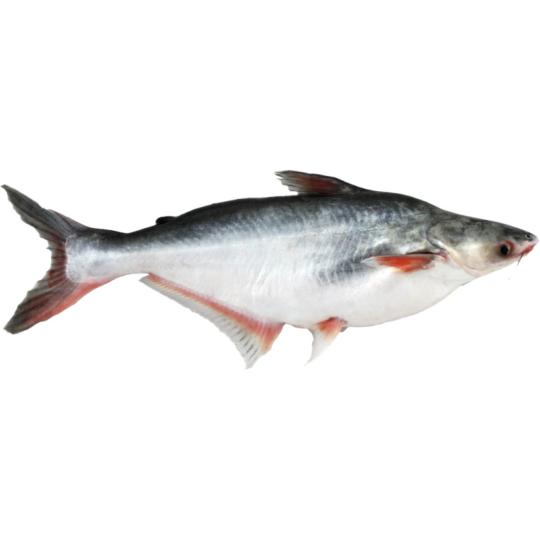 Pangasius - Malangwa entier vidé calibre 600/800 - 4kg - prix au kilo