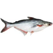 Pangasius - Malangwa entier vidé calibre 600/800 - 4kg - prix au kilo