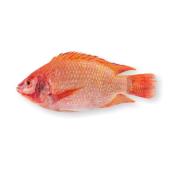 Tilapia rouge entier vidé ecaillé calibre 500/800 4kg - prix au kg