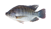 Tilapia gris entier vidé ecaillé calibre 500/800 4kg - prix au kg