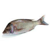 Capitaine entier vidé ecaillé calibre 1/2kg - 10kg - prix au kg
