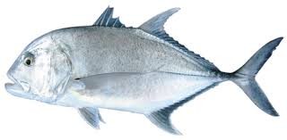 Carangue entière vidé ecaillé calibre 300/800 Surinam - 10kg - prix au kg