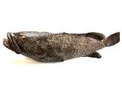 Merou vidé ecaillé calibre 1/2kg - 10kg - prix au kilo