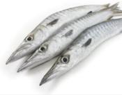 Barracuda entier vidé ecaillé calibre 1/2kg - 10kg - prix au kg