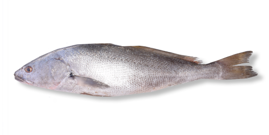 Courbine Nanka - Bar Senegal vidé ecaillé calibre 600/800 VRAC 5kg - prix au kg