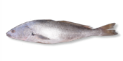 Courbine Nanka - Bar Senegal vidé ecaillé calibre 600/800 VRAC 5kg - prix au kg